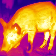 رؤية ليلية أحادية العين 384 × 288 نطاق تصوير حراري عالي الدقة 16X كاميرا تكبير رقمية مع 6 لوحة ألوان للرؤية الليلية للصيد