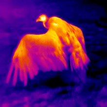 رؤية ليلية أحادية العين 384 × 288 نطاق تصوير حراري عالي الدقة 16X كاميرا تكبير رقمية مع 6 لوحة ألوان للرؤية الليلية للصيد