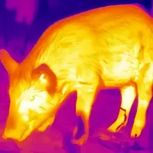 Thermal Imaging Goggles